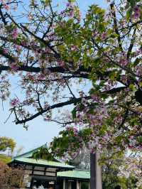 【大阪府】春の豊國神社で出世開運をお祈り！