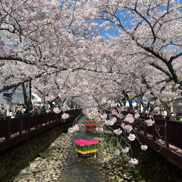 🌸 진해군항제 로망스 다리에서의 벚꽃 감상 🌸