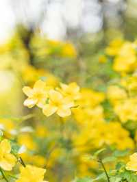 【東京都/立川市】今すぐ行きたい桜と菜の花フォトスポット