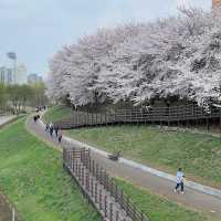 오목교って知ってる？ #さくら2024