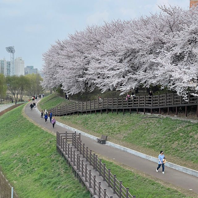 오목교って知ってる？ #さくら2024