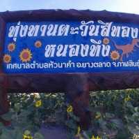 ทุ่งทานตะวันสีทองหนองทึง