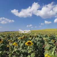 Sunflower field 🌻