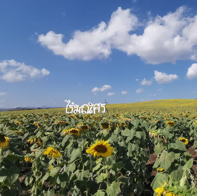 Sunflower field 🌻
