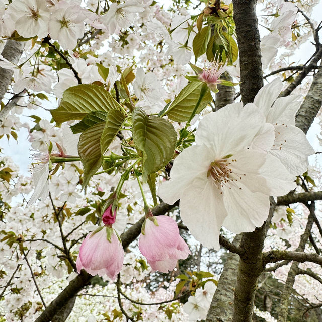 【青森】みちのく三大桜の名所で楽しもう🌸