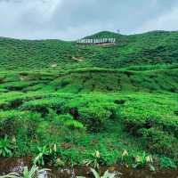 Best Tea Plantation In Cameron Highlands