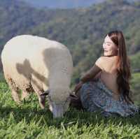 เที่ยวฟาร์มแกะ.. Akha Farmville