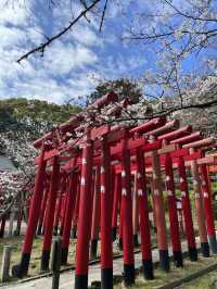 【福岡神社】日本一の大縄のある神社⛩光の道も有名なところです✨
