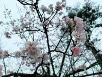 【日本廣島景點】縮景園之三：除了日櫻🌸還有限定活動：夜櫻🌸被夜櫻埋沒的縮景園更令人陶醉🌸
