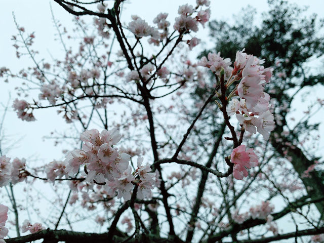 【日本廣島景點】縮景園之三：除了日櫻🌸還有限定活動：夜櫻🌸被夜櫻埋沒的縮景園更令人陶醉🌸
