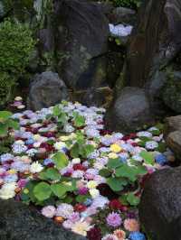 【奈良】期間限定‼️ 梅雨の時期が1番見応えあり😍映えまくり寺院✨