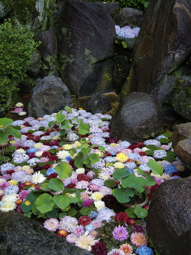 【奈良】期間限定‼️ 梅雨の時期が1番見応えあり😍映えまくり寺院✨