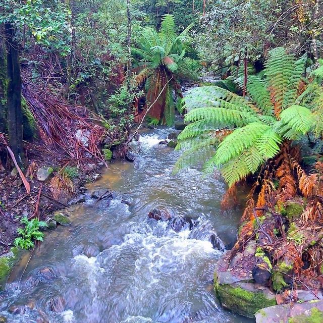 Lilydale Falls