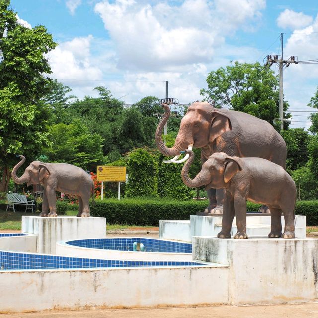 พิพิธภัณฑ์ช้าง อ.ท่าตูม จ.สุรินทร์