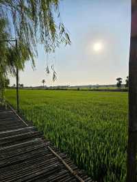 คาเฟ่ แคทตัท นนท์