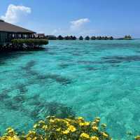 Paradise Found: Sipadan Kapalai Dive Resort Delivers!