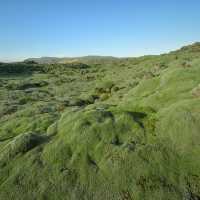 The Mossy lava of Iceland เส้นทางแห่งทุ่งมอส