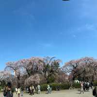 Sendai Sakura 3-7 Apr 2024