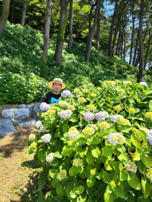 거제도 수국명소 저구항