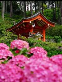 一度は行きたい☺️💠紫陽花の名所💠京都・三室戸寺