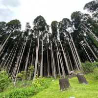 【湯布院】由布岳が見える静かなお宿