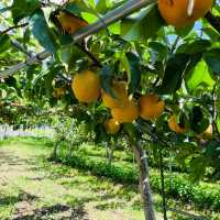 Fukuoka Selfdrive Fruit Farm & Mount Aso Summer Trip