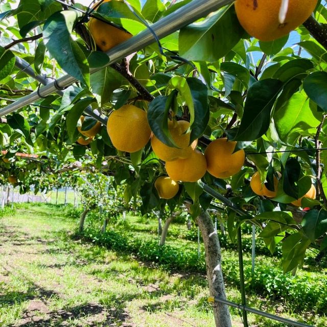 Fukuoka Selfdrive Fruit Farm & Mount Aso Summer Trip