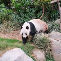 ดูแพนด้าที่ Ocean Park Hongkong 