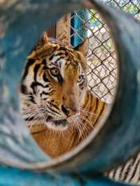 Tiger Park Pattaya ใกล้ชิดเสือตัวเป็นๆ