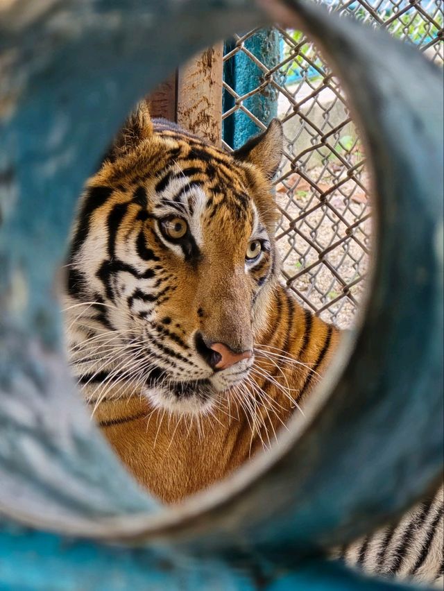 Tiger Park Pattaya ใกล้ชิดเสือตัวเป็นๆ
