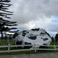 A Scenic & Unique Experience at Desa Dairy Farm Kundasang