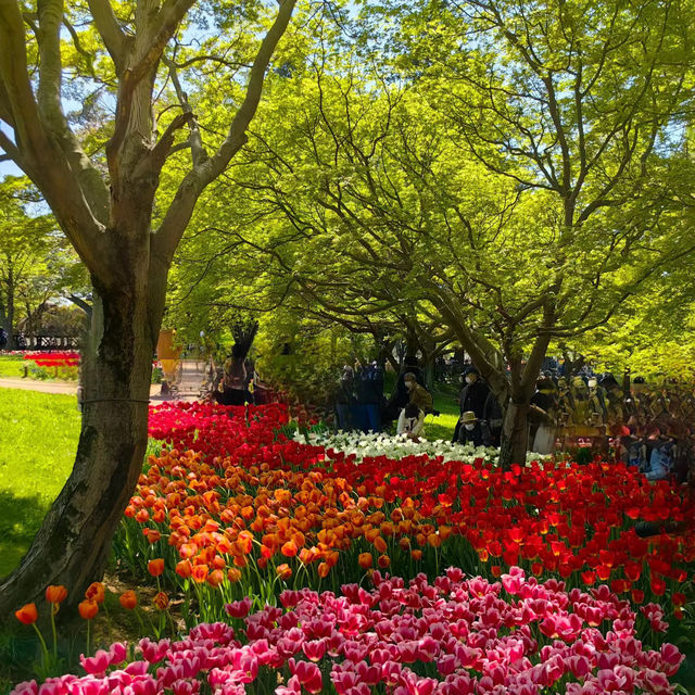 英彥山花園：鬱金香花海，充滿生機
