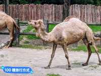 台北-大人小孩都喜歡的最佳親子景點：台北市立動物園