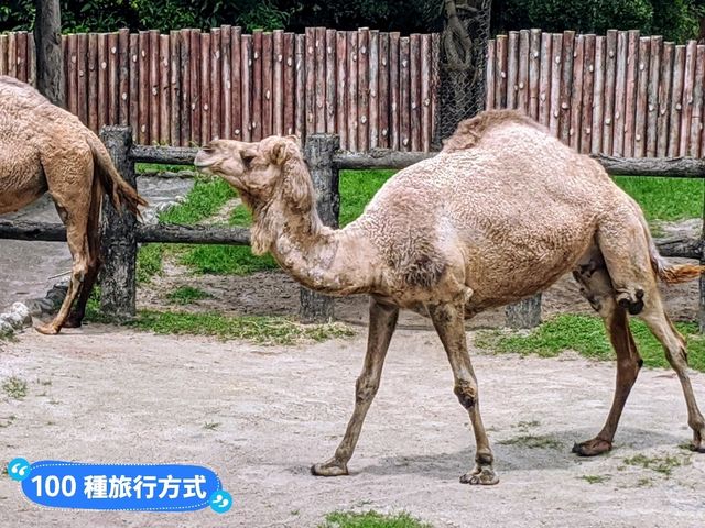 台北-大人小孩都喜歡的最佳親子景點：台北市立動物園