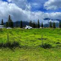 🇲🇾 Experience the Lush Grasslands of Desa Dairy Farm