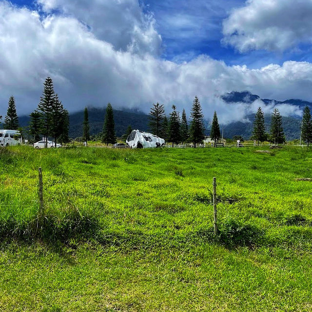 🇲🇾 Experience the Lush Grasslands of Desa Dairy Farm