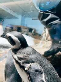 桃園青埔Xpark 水族館🐠台灣首座新都會型水生公園