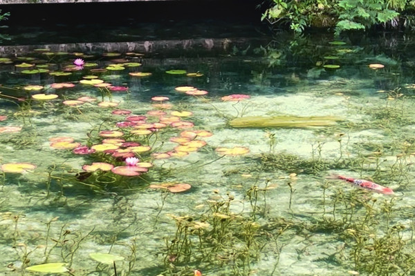 名もなき池 （通称:モネの池） | Trip.com 関市