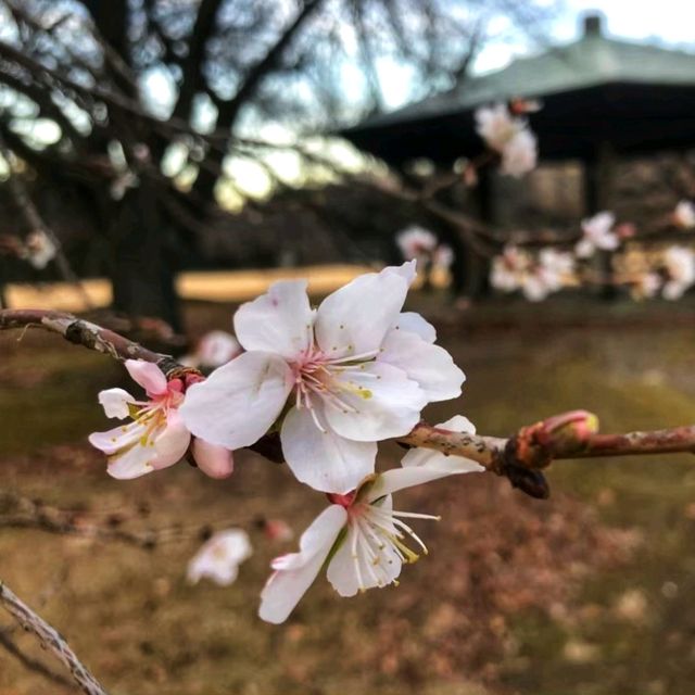 ฤดูที่แตกต่าง Shinjuku Gyoen