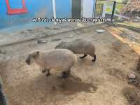 ชวนเพื่อนไปดูคาบิบาร่าที่ Montana Farm 