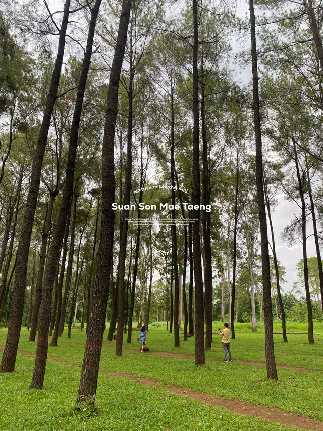 สวนสนแม่แตง | จ.เชียงใหม่ 🌲🪵🍃🌦️