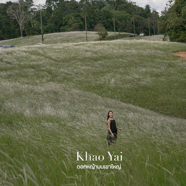 ทุ่งหญ้าเขาใหญ่