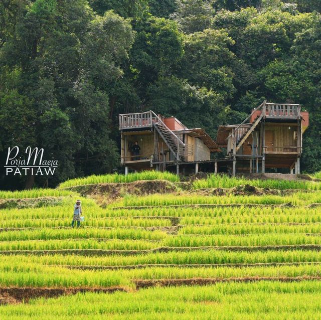 นาขั้นบันได บ้านป่างเปียง เชียงใหม่