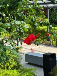 🌺 Garden of National Flower