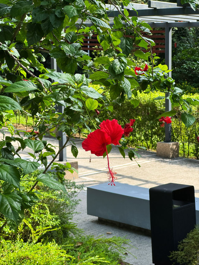🌺 Garden of National Flower