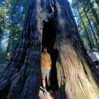 California Giant Redwoods 