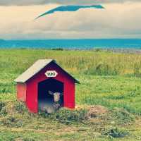 Lake Hill Farm, Hokkaido