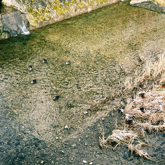 遊走在人文氣息裡，踏著雪白的路
