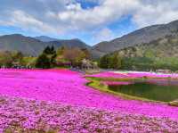 【静岡】絶景✨芝桜が咲き乱れる富士芝桜まつり🌸