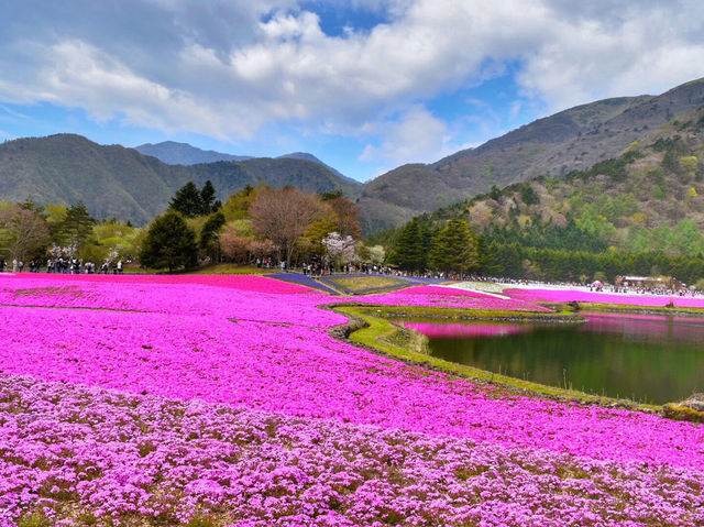 【静岡】絶景✨芝桜が咲き乱れる富士芝桜まつり🌸